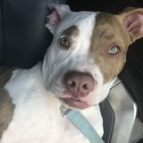 Booking an Experienced Petsitter in Wesley Chapel