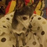 Energetic Animal loving Carer for your Home