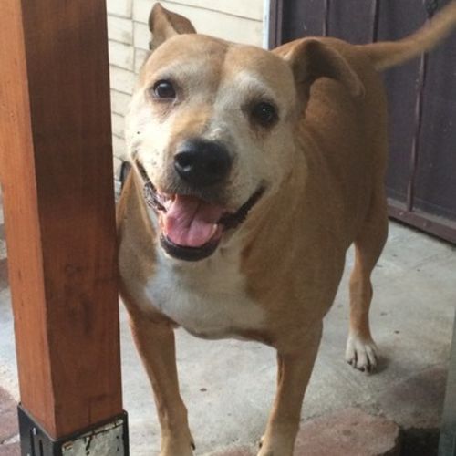 Pet Care Provider Melina S's Profile Picture