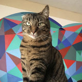 Cat Sitter Wanted in Pullman