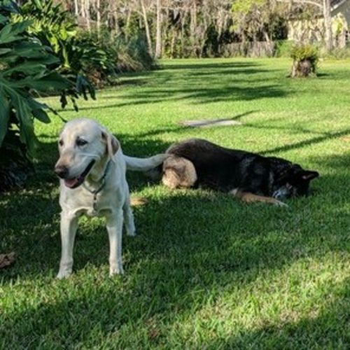 Pet Care Job Johanna K's Profile Picture