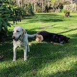 Pet sitter needed in Rockledge