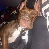 Available: Loving Hard Working House Sitter in Chester