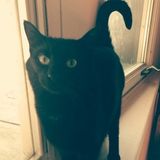 Talented and loving Pet Carer in Mount Pleasant