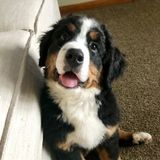 I'll love your beloved pet family members like you do