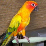Hiring: Grand Forks, North Dakota Bird Sitter