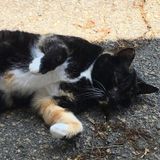 Walking, pet sitting (overnight if needed), and I'm willing to try my hand at grooming