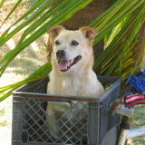 Professional House, pet and Plant Sitter in Santa Cruz, California