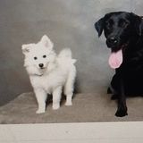 Jackson Pet Sitter Searching for Work..