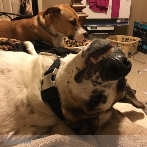 Pet Care Provider Ashley Grubbs's Profile Picture