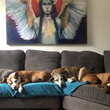 Altamonte Springs Petsitter Seeking Being Hired in Florida