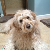 Golden doodle needs a friend for Thanksgiving weekend