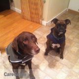 Pet care and Walker for your doggy children