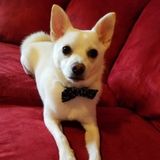 Lovable and reliable animal caregiver!