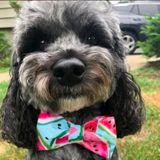 Dog Walking Wanted in Roseland 2x per day I have a 12 yr old lab and 5 yr old mini cockapoo,both extremely trained