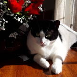 Looking for sincere cat lover