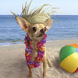 Dog Sitter in Port Charlotte/Englewood/Venice...