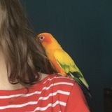 Im an animal lover, with experience.
