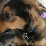 Available: Hardworking Animal Lover in Rockford