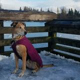 Who wants to watch my dog sassy!