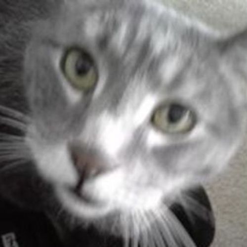 Pet Care Job Jazmin Smith's Profile Picture