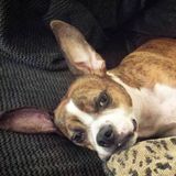 Taunton Pet Carer Looking For Work in Massachusetts