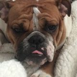 Wanted: Great Pet Sitting