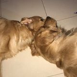 Interested In New City Home Sitter Opportunity