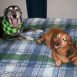 Pet Sitter ??