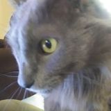 Wanted: Reliable Pet Sitting