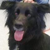 Looking for Caring Pet Sitting in Sherrodsville