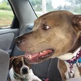 Animal Lover in Johnson City