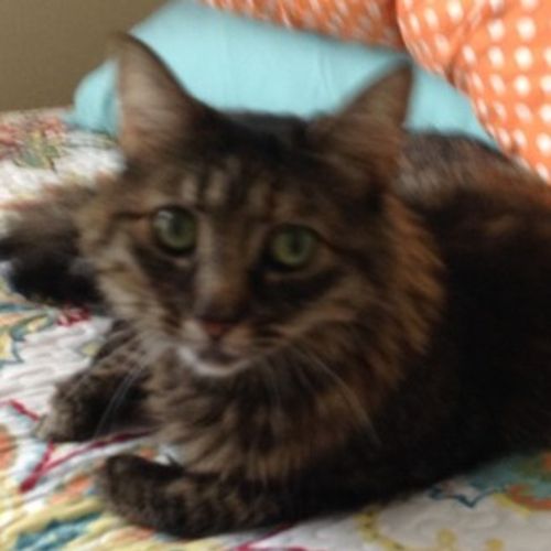 Pet Care Job Mary Thibodeau's Profile Picture