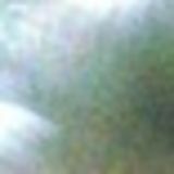 I am A RELIABLE. CARING. HONEST house sitter