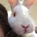 Work Opportunity: a Hardworking Bunny sitter in East Bridgewater, Massachusetts