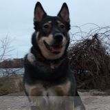 Ma N' Paws Dog Walking and Pet Services