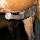 Levis Dog Trainer Available For Job Opportunities and horse washer
