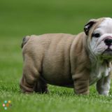 Bull Dog Puppies Ready To Go Now For A Rehoming Fee