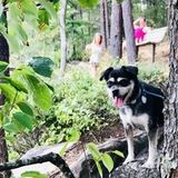 Interested In a Dog Trainer Opportunity in Ponte Vedra Beach