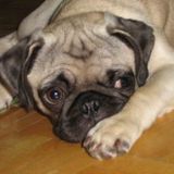 Experience Pet Sitter