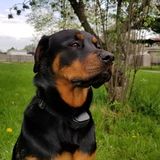 Student in Criminal Justice - Law Enforcement, and a stay at home mom, I have LOADS of time for your furry pal!