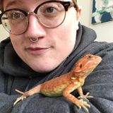 Thanksgiving Care Needed for Bearded Dragon - Bushwick