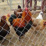 Frederick Chicken Sitter Wanted!