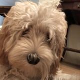 For Hire: Dedicated Pet Sitter in Los Angeles