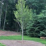 Haddam, CT home/yard needs some TLC
