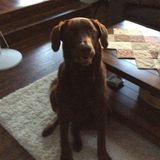 Interviewing For Abbotsford Petsitter, British Columbia Jobs