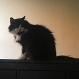 My amazing cat needs a sitter in August!