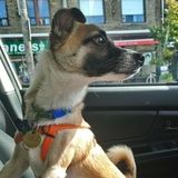 Dundas, Ontario Seeking dog walker and pet sitter for energetic dog and senior cat
