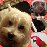 Experienced pet sitter and dog walker