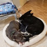Loving Petsitter